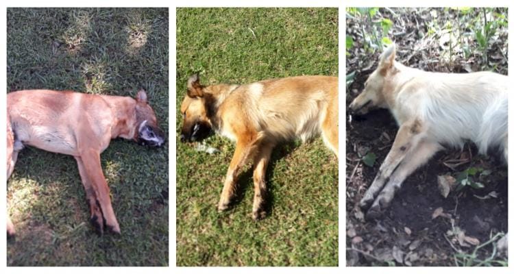 Pueblo Doyle: denuncian la aparición de perros envenenados en la zona rural
