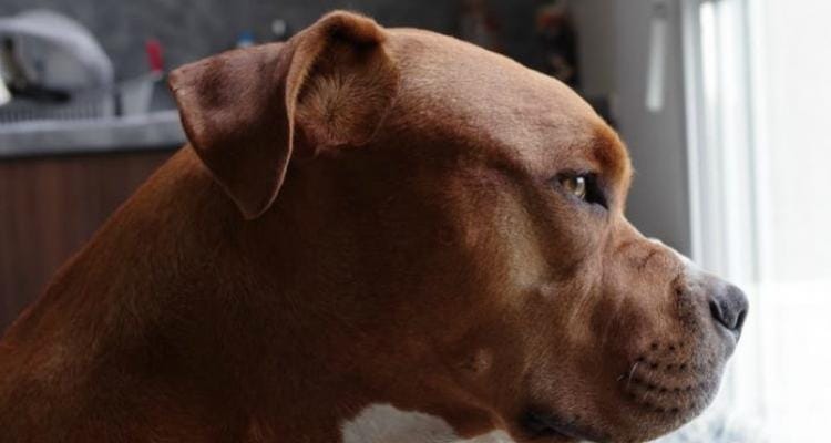 Preocupación por pitbulls sueltos que mataron a dos caniches en Benefactoras Sampedrinas y Lucio Mansilla