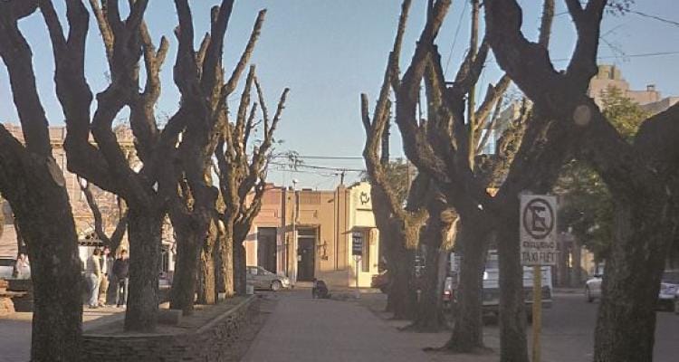 Continúa la poda de árboles en la Plaza Belgrano