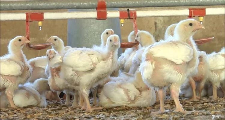 Río Tala: Robaron 50 pollos de un criadero