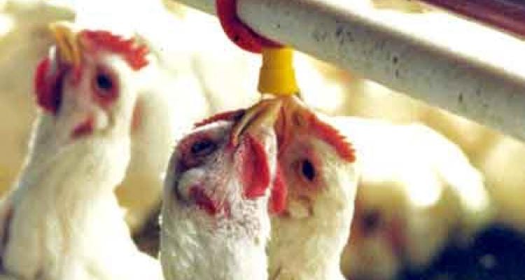 Río Tala: Liberaron a dos aprehendidos tras robar 21 pollos de una granja