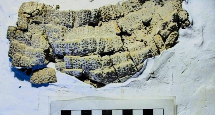 Nuevos fósiles en el Museo Paleontológico