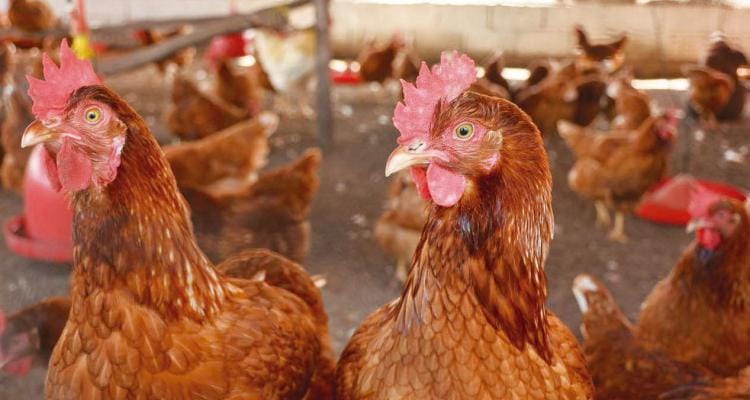 Robaron gallinas en la Escuela Agraria