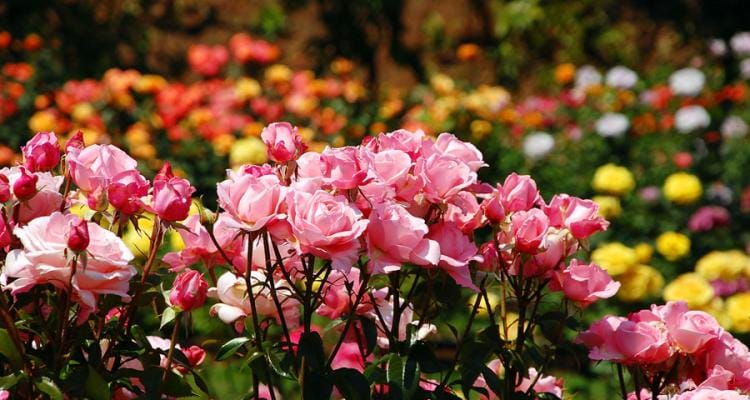 Policía evitó el robo de más de 1000 plantines de rosas de un vivero