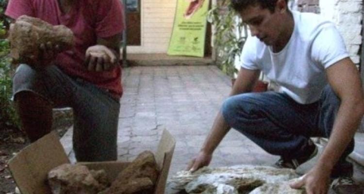 Encuentran restos de Mastodontes y Perezosos