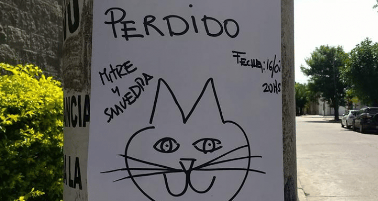 Día Internacional del Gato: La historia del gato porteño perdido en San Pedro