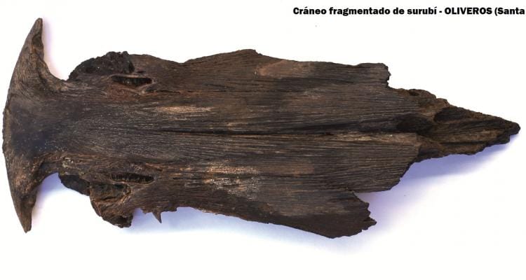 El Museo Paleontológico halló el primer fósil de surubí