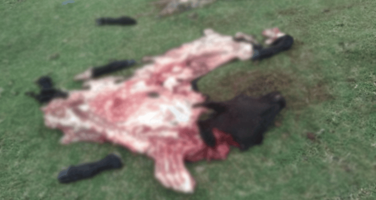 Abigeato: carnearon un ternero en Vuelta de Obligado