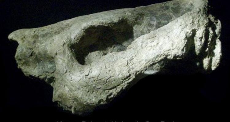 Un fósil encontrado en 2003 será estudiado por científicos internacionales