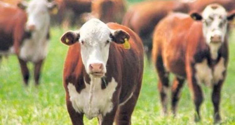 Abigeato: robaron una vaca y un novillo en paraje Basso
