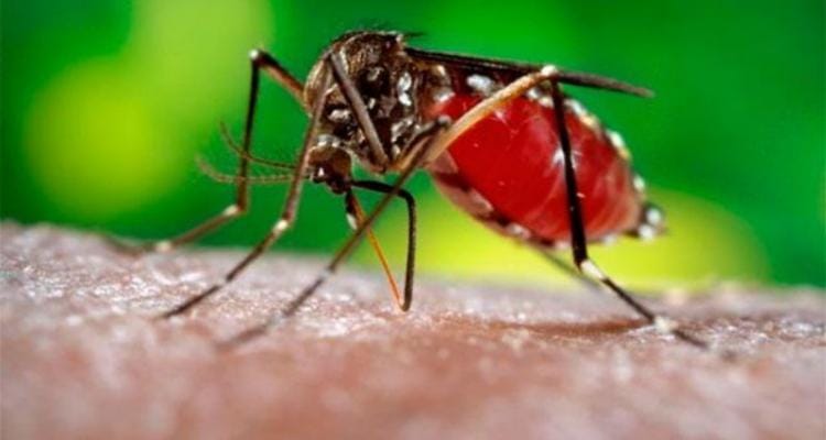 Alerta sanitario por fiebre Chikungunya