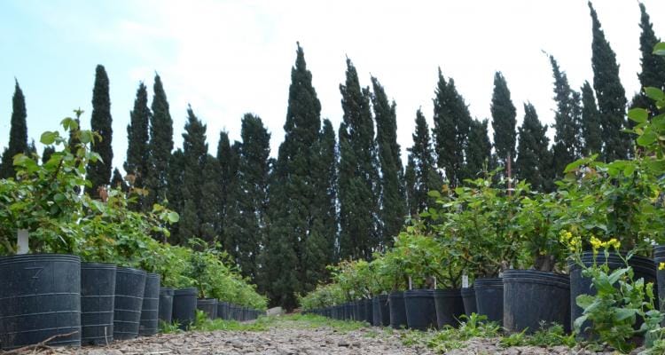 San Pedro es cuna de vivieros dispuestos a donar en sus recambios los árboles y arbustos que hagan falta. El municipio no cumple con la normativa provincial.