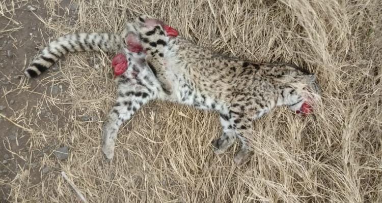 Santa Lucía: Encontraron muerto un gato montés