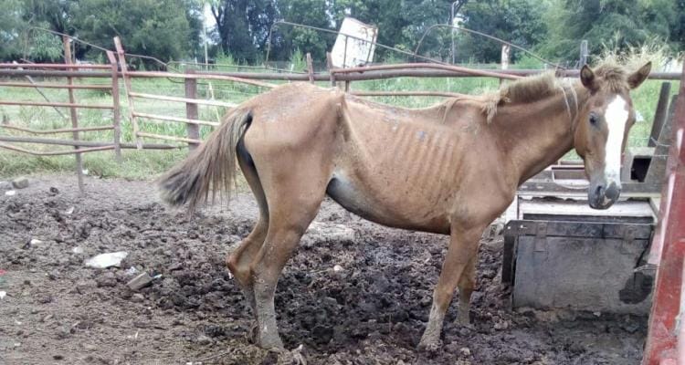Vecinos denuncian que los caballos retenidos en el corralón “están muertos de hambre”