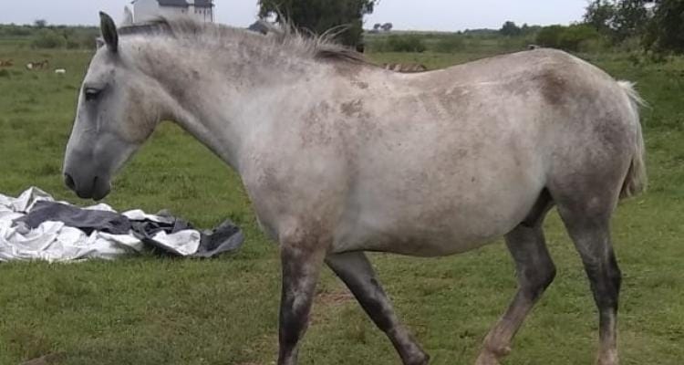 Robo de animales en Vuelta de Obligado: “acamparon” para llevarse un caballo