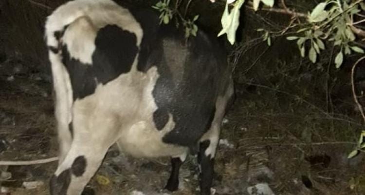 Recuperaron en La Tosquera una vaca y un ternero robados en un campo de ruta 9