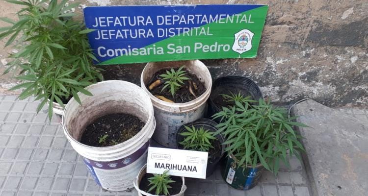 Policía acudió a un llamado por “ruidos extraños” y encontró siete plantas marihuana
