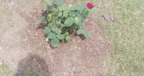 Una rosa por Angela Rico en el lugar donde perdió la vida