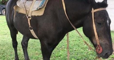 Le robaron el caballo y el niño lo necesita para sus terapias #SOLUCIONADO