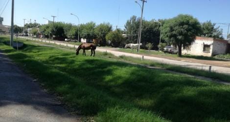 Reclaman por presencia de caballos sueltos en Los Aromitos