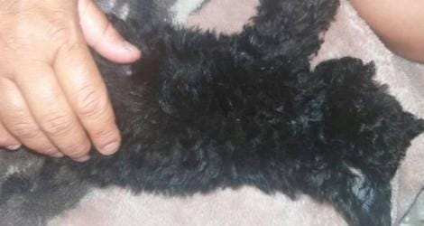 Solidaridad: Joaquín pide ayuda para su perro de tres meses