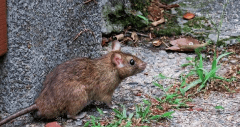 La Tosquera: “Cruzan los ratones a las casas”