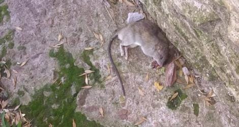 Se suman los reportes por proliferación de ratas y ratones