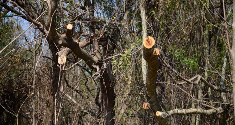 El Gobierno reconoció que violó la ordenanza que impide podar árboles en la Reserva de Vuelta de Obligado