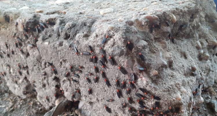Bromatología fumigó “moscas que hace mucho no se veían”, en la zona de Quiroga y 11 de Septiembre