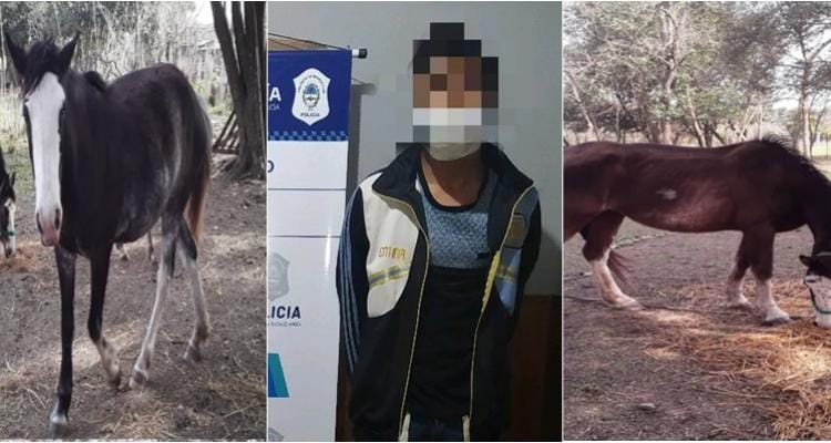 Santa Lucía: Detuvieron a un joven y un menor de edad mientras robaban tres caballos