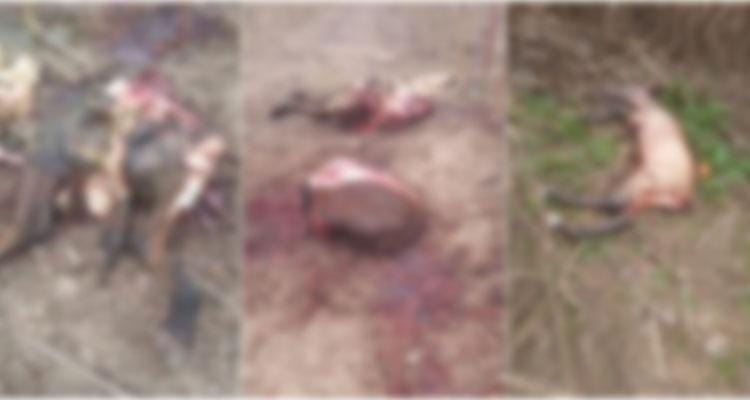 Río Tala: Le robaron la yegua preñada a un niño y apareció mutilada en un campo