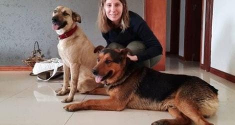 Pueblo Doyle: Buscan a dos perros y ofrecen recompensa