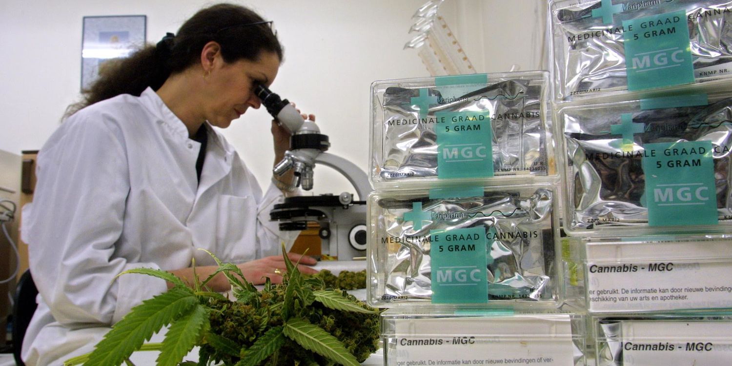 Cannabis medicinal: INTA y el Municipio investigarán la adaptabilidad de semillas al suelo de San Pedro