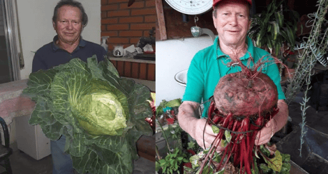 Sigue la cosecha en Los Aromos: una remolacha de 3,5 kg