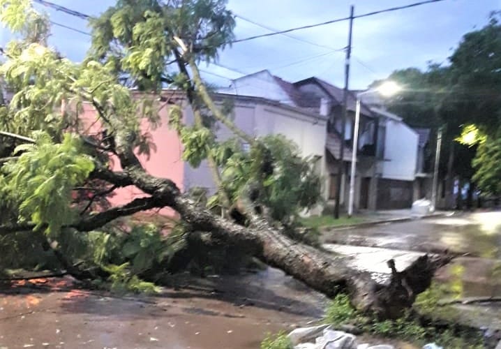Cayó un árbol en Belgrano y San Lorenzo