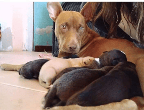 Cachorritos esperan a su mamá