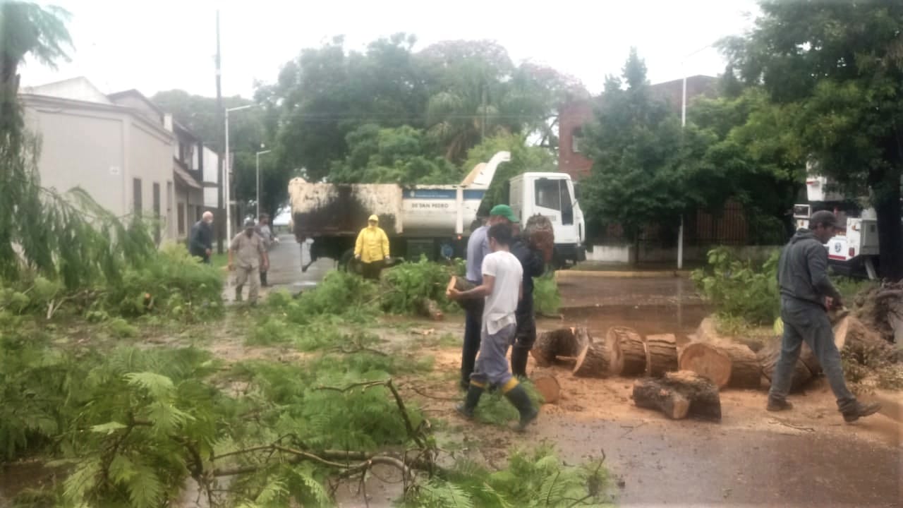 Personal del Corralón removió el árbol que cayó en Belgrano y San Lorenzo