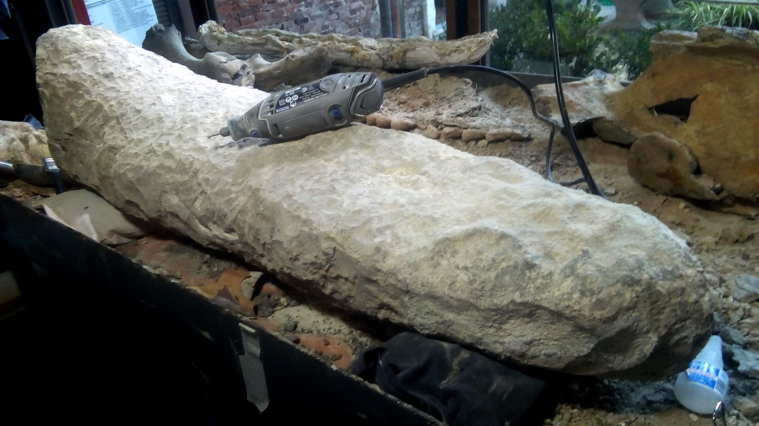 Hallaron en La Tosquera la cola de un armadillo de más de 700 mil años