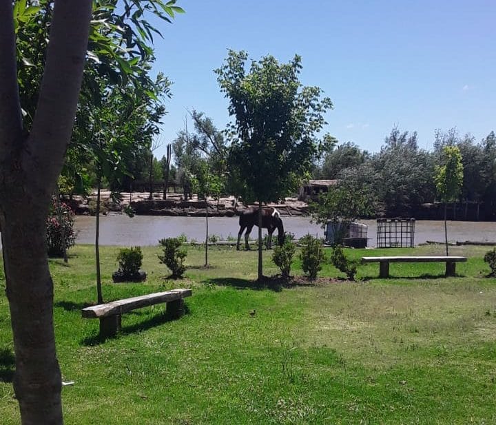 El municipio interviene en el conflicto de los vecinos por los caballos en el espacio Domingo Bronce