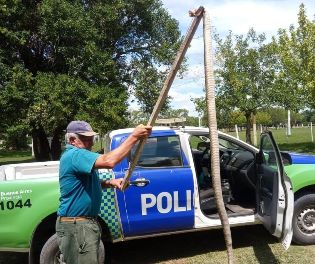 Vuelta de Obligado: Capturaron una víbora de más de dos metros de largo