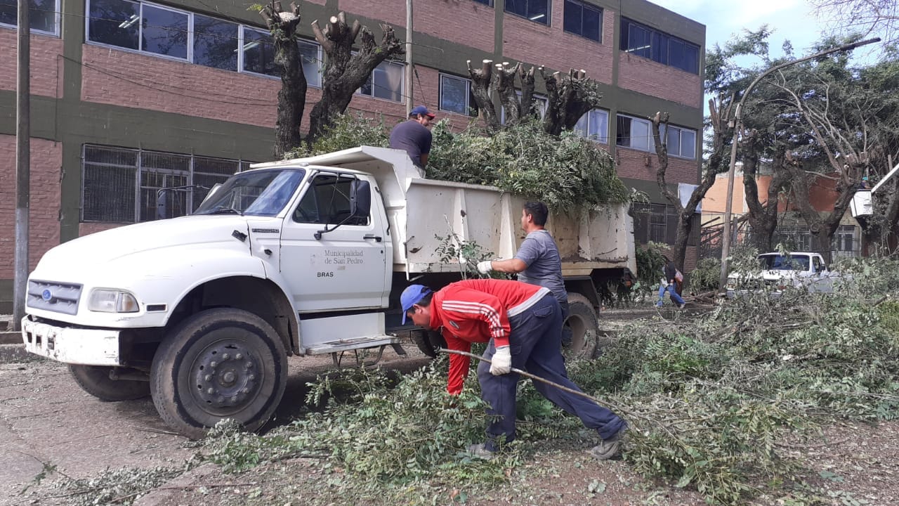 #VickyMóvil: poda de árboles en la escuela Industrial