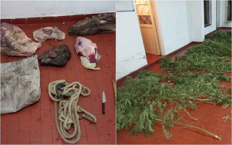 Allanamientos en Río Tala por el robo de una vaca: secuestraron 20 kilos de carne y dos plantas de marihuana