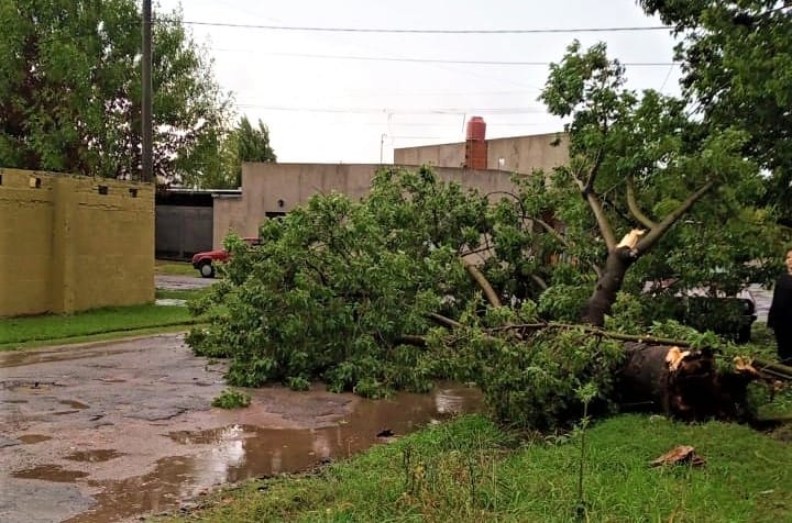 Temporal de lluvia: cayó un árbol en Caroni  al 1200
