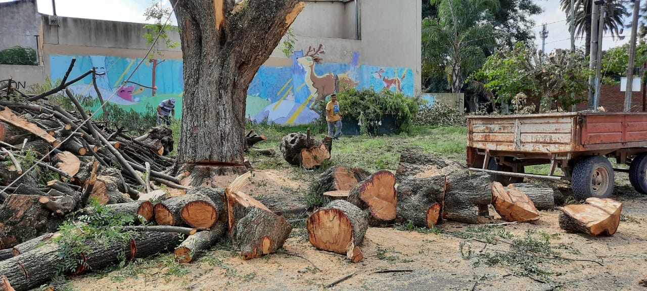 Advierten por tala de árboles en Perón y Uruguay: el personal municipal no intervino