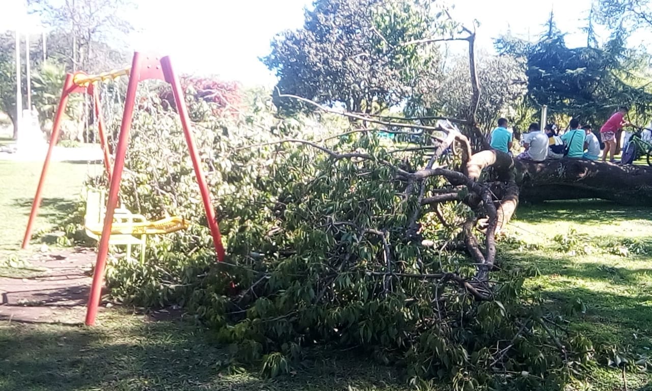 Santa Lucía: cayó un árbol en la plaza el viernes y todavía no lo sacaron