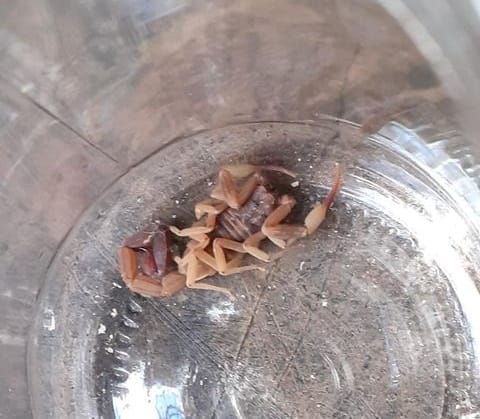 Encontraron un escorpión venenoso en Los Aromitos
