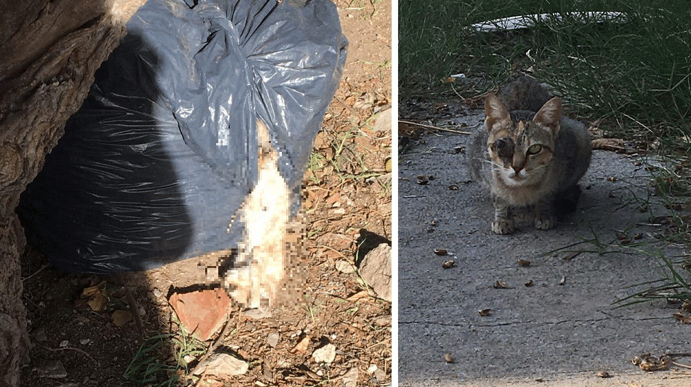 Hallaron bolsa con gatitos muertos y a su mamá herida: piden adopción o tránsito