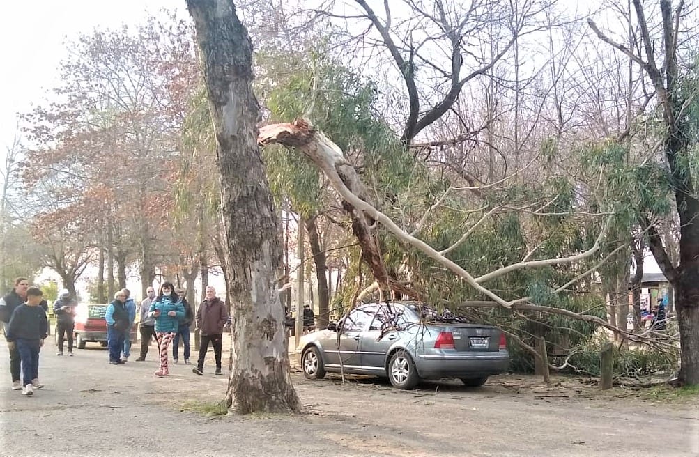 Cayó rama de un árbol en el Paseo Público y destrozó el parabrisas de un auto