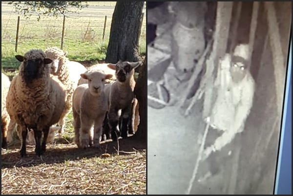 Robo en Pueblo Doyle: se llevaron ovejas y corderos de un campo, tras dañar las cámaras de seguridad