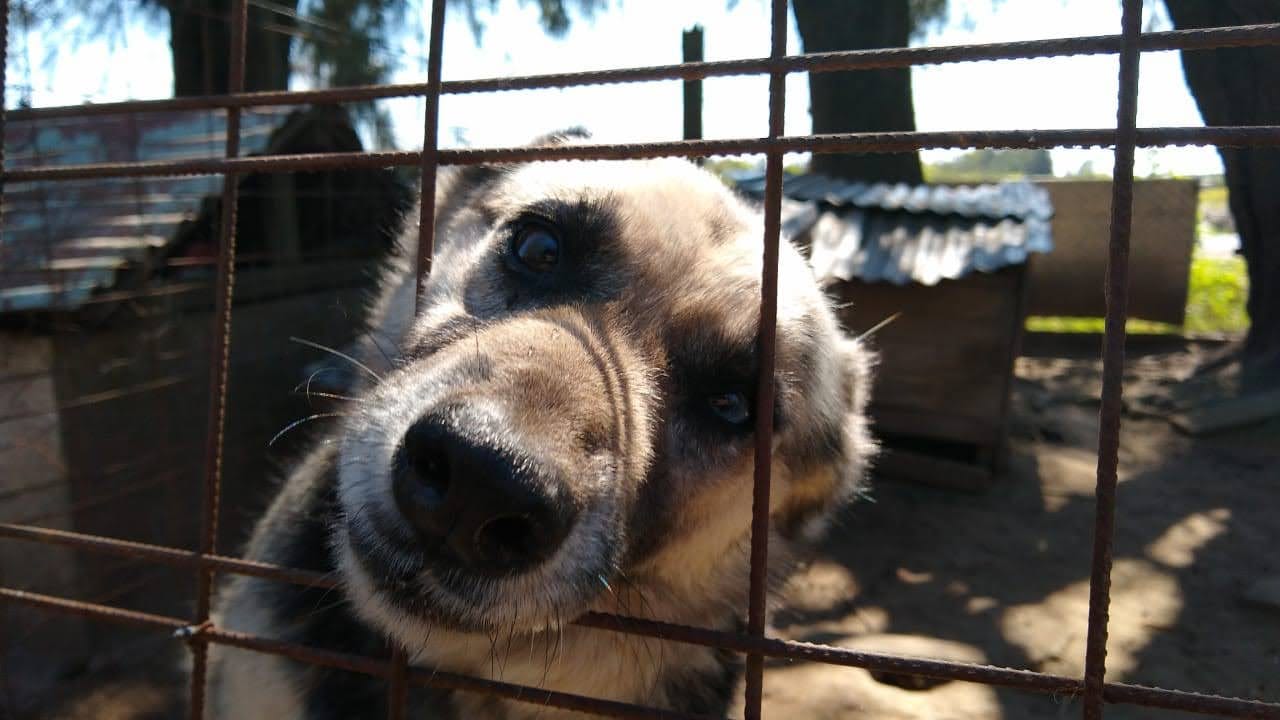 Refugio San Pedro: más de 160 perros buscan una familia